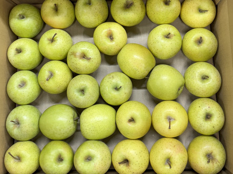 【極小玉・バラ詰め】王林🍏家庭用約4.5Kg🍏毎日りんご　コスパ抜群　青森県産　数量限定