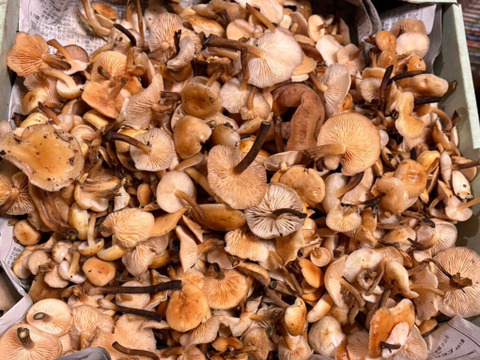【秋の天然茸】幻の天然エノキ茸/ユキノシタ/天然は香り旨味食感段違い/200g