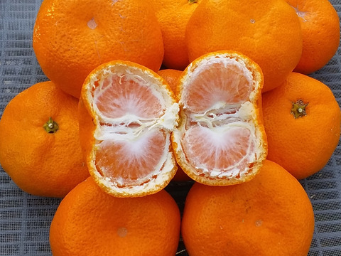 【美味】濃厚味青島みかん(4kg)和歌山産「常温便」