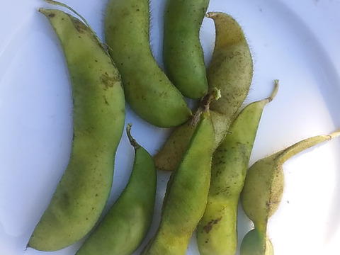 【今が旬】プリプリ大粒(枝付き黒枝豆)800~1kg和歌山産