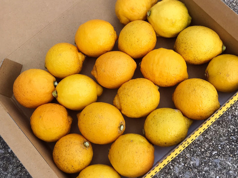オススメ◆こぶりレモン2.4kg◆農薬不使用◆広島県産レモン　数量限定！