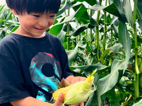 糖度18度以上　2～3L　10本　北海道産とうもろこし　恵味ゴールド