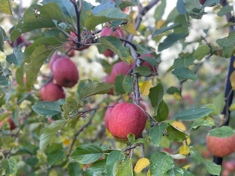 【先行予約】ぐんま名月、サンフジ、高徳3種類約2キロ6〜9個【りんご食べ比べ】