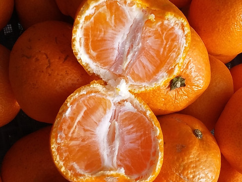 【蔵出しみかん】「小粒4kg」和歌山産(常温便)