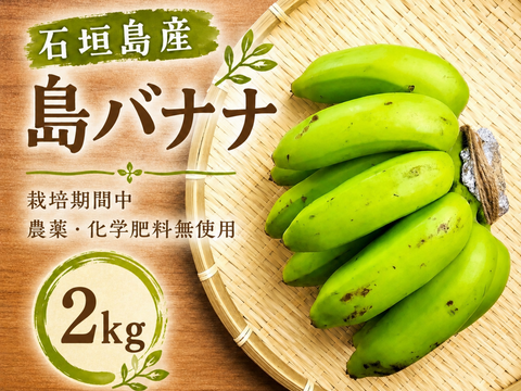 ハワイのセレブ御用達アップルバナナ5K沖縄産農薬：栽培期間中不使用 石垣島直送！「島バナナ」栽培期間中農薬不使用 2kg：沖縄県産の島