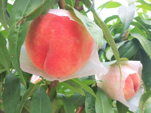 【楽天カード分割】 希少な桃 美桃紅 1.5kg 5玉前後 8月下旬【ASIAGAP認証農場：津軽 フルーツ