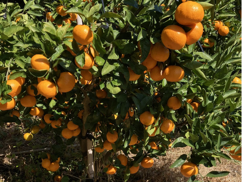 【糖度16度以上】野村いろは農園の絶品せとか(Ｌ玉）　３kg