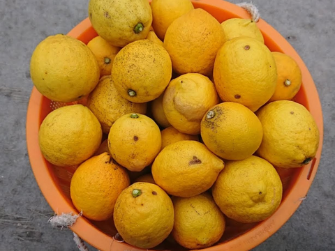 酸っぱいだけじゃない！甘味も感じる広島県大崎下島産 特別栽培レモン1.5キロ