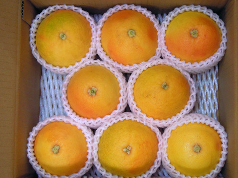 【果汁たっぷり】美浜町産グレープフルーツスタールビー　6-8玉入りギフト