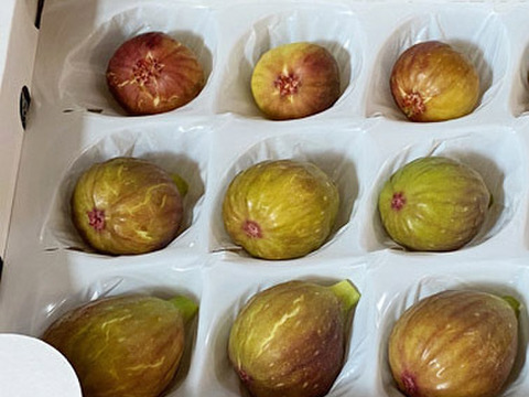 珍しいイチジク■バナーネ■　600ｇ　甘くておいしい極上の美味しさ　農薬・化学肥料不使用　専用箱でお届けします
