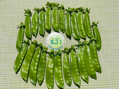 味が濃くシャキシャキ食感の絹さや500g