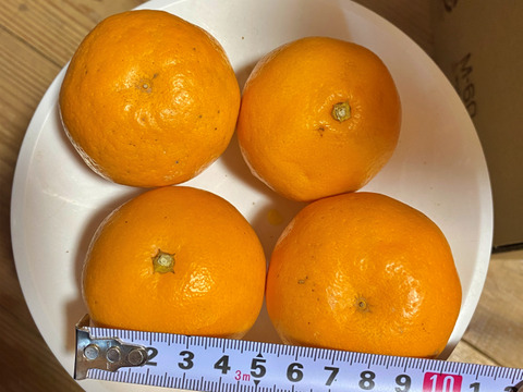 限定１箱【小さめ☆はるみ🎁】プチプチ新食感！はるみ４キロ🍊