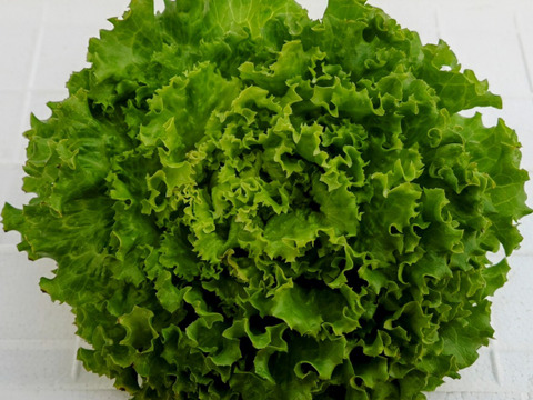 【低硝酸塩野菜】新鮮リーフレタスセット1.3kg(8〜10株)たっぷりパック