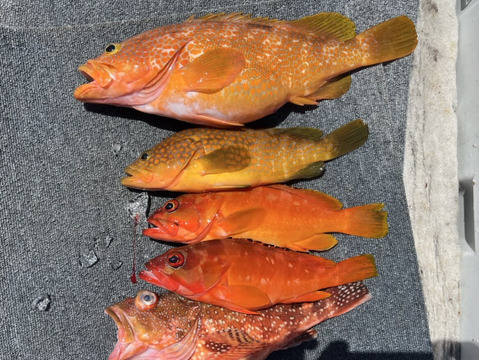 明日朝まで限定！捕れたて！アコウ・カサゴ・アカハタ　約3kgオーバー 長崎県対馬市(内臓・鱗処理済)