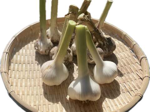 【予約限定】愛媛県四国カルスト大野ヶ原産！
にんにくの芽+にんにくの葉+にんにくのつぼみ　約1kg