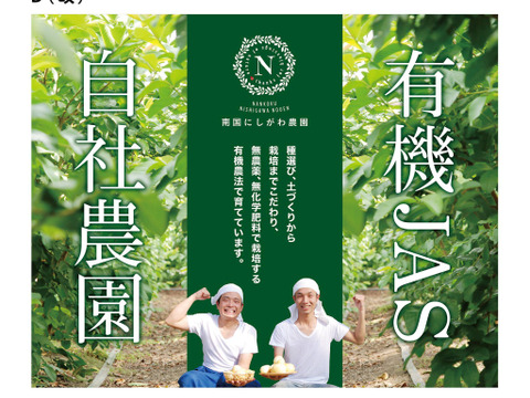 苦みや渋みがなく上品でやさしい味と好評♪【有機土佐國グァバ茶】ノンカフェイン高知県南国市の有機認証自家農園で農薬・肥料・除草剤一切不使用で自然栽培‼植物由来のソイロンテトラティーバッグ♪5包入り