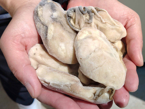 冷凍牡蠣むきみ！４ｋｇ（約160粒）牡蠣フライなどに だいぶ旨いやつですよ。牡蠣
