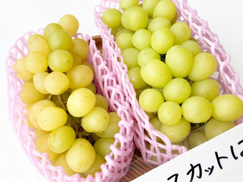 【黄色い小粒】シャインマスカット【完熟1kg】