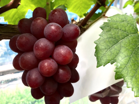 希少品種〔黒いバラード〕種なし皮ごと🍇約１ｋｇ　クール便送り