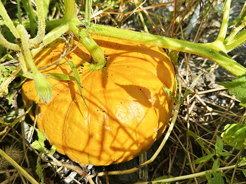 食べ比べ！かぼちゃセット！（約10kg、大～超大型、8～10個入り）農薬・化学肥料不使用