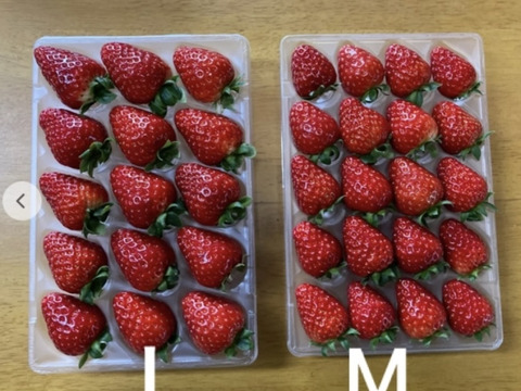 ならあかり　【いちご】500g 奈良県　いちご　苺　イチゴ