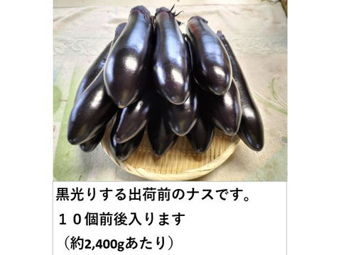 黒光りする太くて長いナス！汁や油との相性ピカイチ＜20本＞