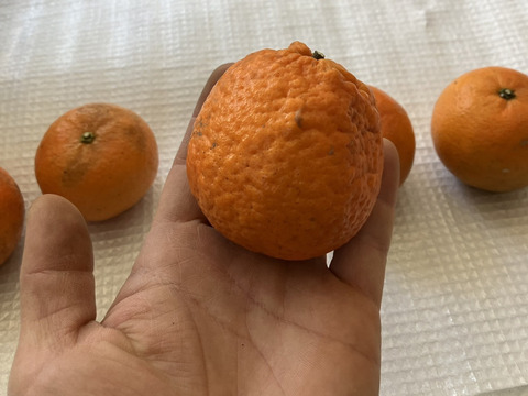 鹿児島県産「訳ありたんかん」※シミ、黒ずみ多数あります。中身は変わらず美味しい！