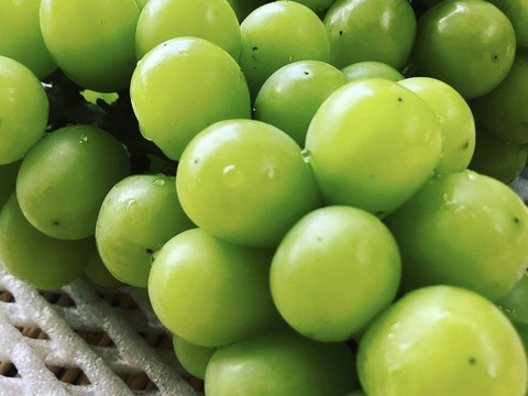 【食品ロス削減‼️訳あり品】粒シャインマスカット（約1㎏）