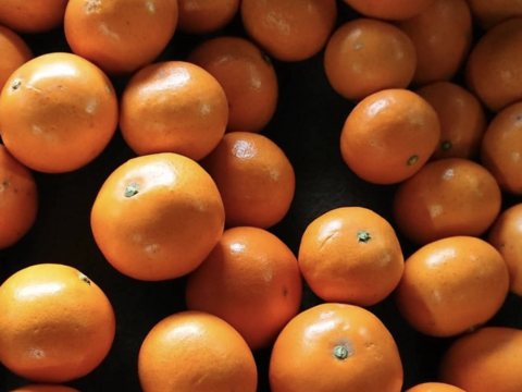 やさし〜い甘さ！ツルンと丸っこい『サンライト』　10kg