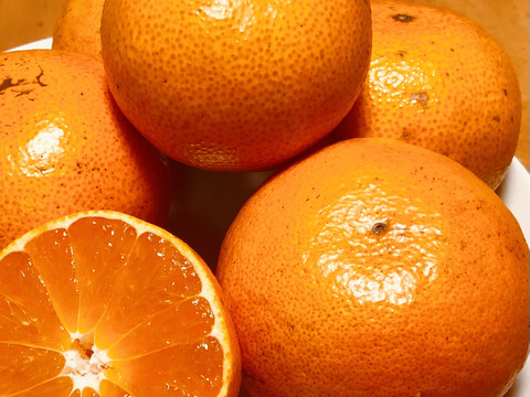 スーパーセール 半額タイムセール 熊本発農薬不使用🍊 10kg 宮川、原口早生 サイズフリー『夜市 果物