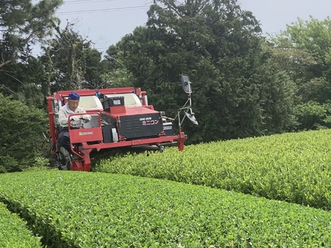 数量限定！世界農業遺産の【茶草場農法】で育てたお茶セット100g×2袋