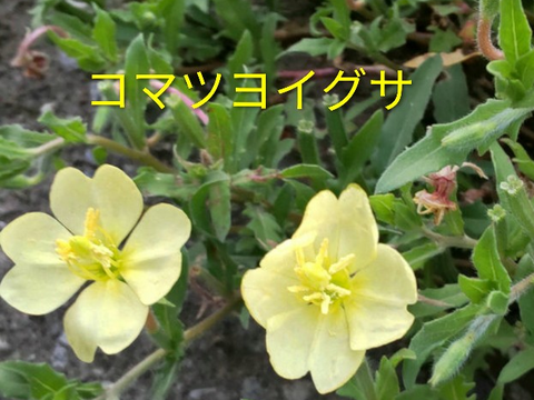 春のおまかせ野草セット🌿ヨモギ、ハコベ、スギナ、オオバコ、オオイヌフグリ、コツブツメクサ、カタバミ、コマツヨイグサ、コバンソウ、スベリヒユ、その他より6種類以上🌿 ※不用な野草はご連絡ください
