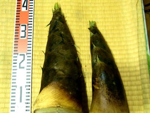 【最短発送】兵庫産朝掘りたけのこ２．０kg