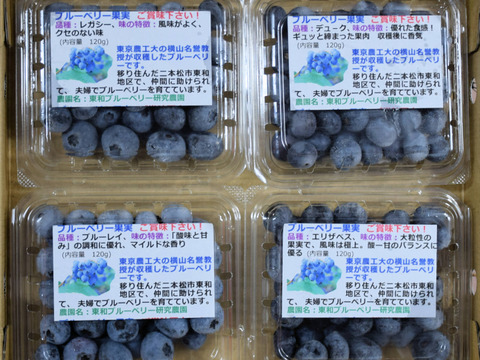 完熟手摘み選別した新鮮ブルーベリー500g ：ノーザン・サザン系（125gの4パック）：数粒まとめて頬張り、完熟ならではの、口の中で弾ける『果汁のシャワー』をぜひご体験ください！