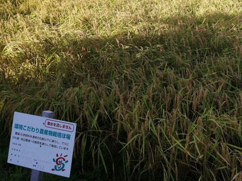 【お試しパック】生命の多様性の中で育った近江米コシヒカリ  ☆減農薬菜の花米☆令和3年産☆1.2kg☆白米