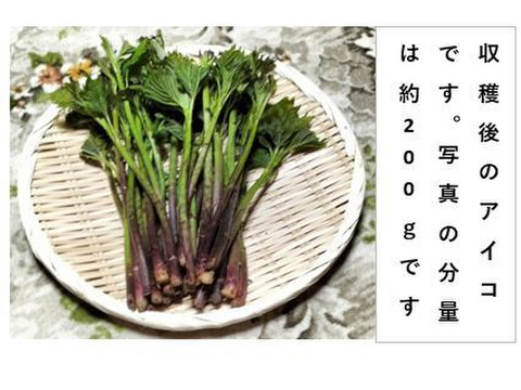 アイコ  シャキッ！トロッと美味しい山菜＜約800g＞（あいこ/ミヤマイラクサ）