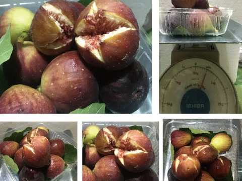 兵庫産 秋の味覚イチジク 500ｇクール便