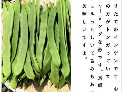 キュウリとインゲンのセット（12本/700ｇ）