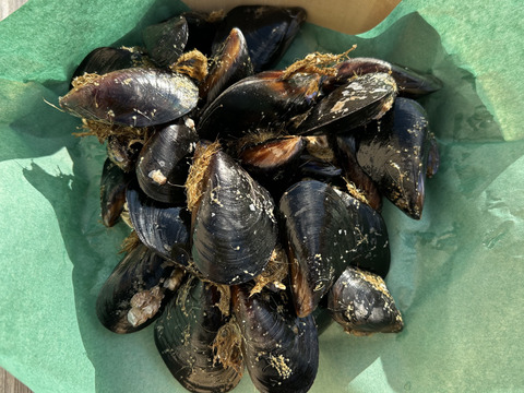 お得！ムール貝（ムラサキイ貝）約2.5kg