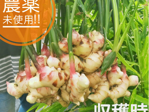 限界集落栽培　 農薬未使用ひね生姜4ｋg　 しまんとから！