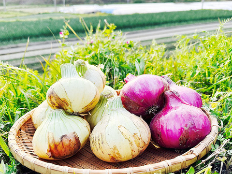 【淡路島産】赤玉ねぎ5kg＋玉ねぎ5kg｜計10kgセット★ひょうご安心ブランド認証★サラダ・スライスに◎料理の彩りにも！