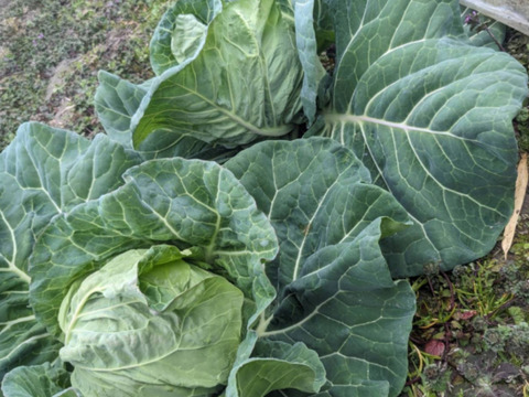 かっ超希少】自然栽培★希少固定種冬キャベツ！固定種 在来種専門農家（ 淡路Awaji369farmからお届け）農薬不使用　無肥料栽培　内容【冬キャベツ　1玉】1キロ前後
