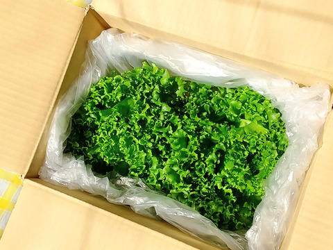 最先端水光栽培 AN™（アン）レタス・クリスピー（大玉２玉）〈配送不可地域あり〉