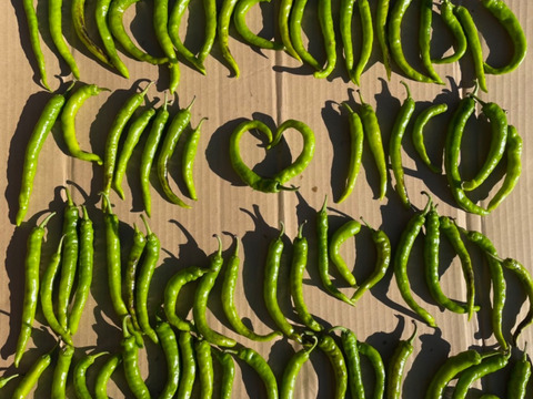 【今年最後の夏野菜】とりきり甘長ししとう1キロ（70本〜80本）