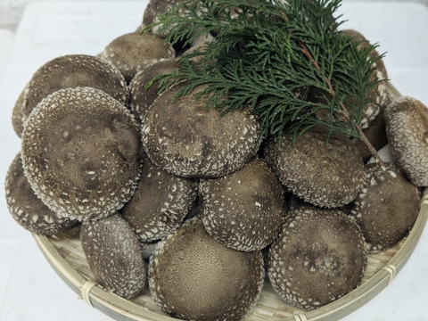 【贈答用】兵庫県産生しいたけ　「しいたけ小町」　たっぷり1300ｇ