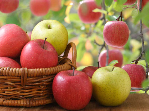 【冬ギフト】青森県産 約３キロ 季節の樹上完熟りんご詰め合わせセット【上実贈答用】