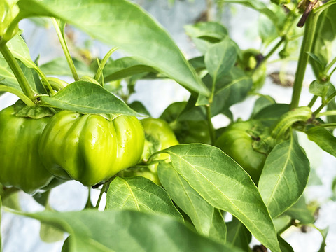 【冷凍唐辛子】伝統の味！ぼたんこしょう（約250g）農薬・化学肥料不使用