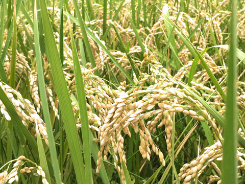 ミルキークイーン・八分づき無洗米（10kg）【栽培期間中　農薬・化学肥料不使用】