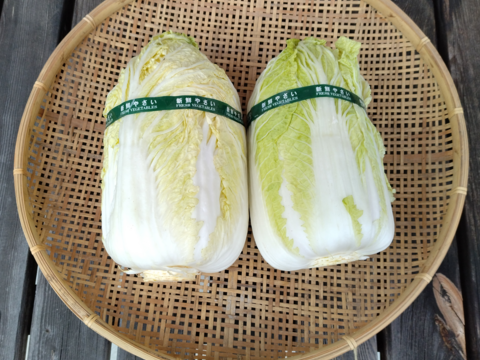 冬越えの白菜