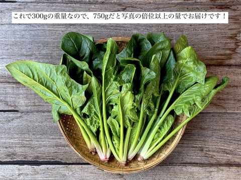 🌿お得にたっぷり食べよう🌿有機JASほうれん草750g今なら30％OFF‼️まとめ買いでもペロッとなくなる甘くて柔らかほうれん草！いつもの野菜だからこそわかる味の違い！２セットまで送料同額お得！